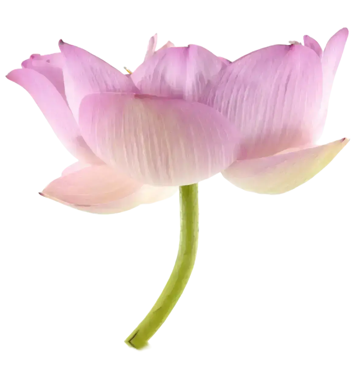 Bloom in Connection
